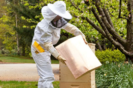 Beekeeping Wear